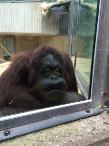 2015-06-28 Kids naar OuwehandsZoo26