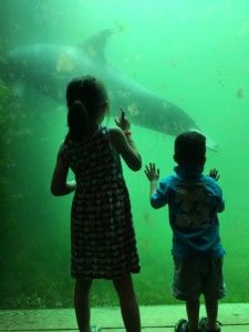 2016-07-23 Kids naar Dolfinarium09