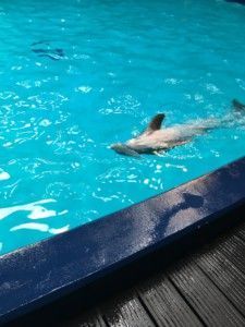 2016-07-23 Kids naar Dolfinarium21